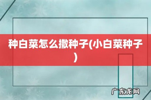 小白菜种子 种白菜怎么撒种子