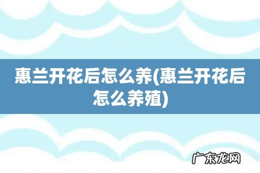 惠兰开花后怎么养殖 惠兰开花后怎么养