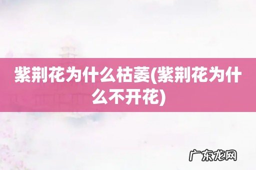 紫荆花为什么不开花 紫荆花为什么枯萎