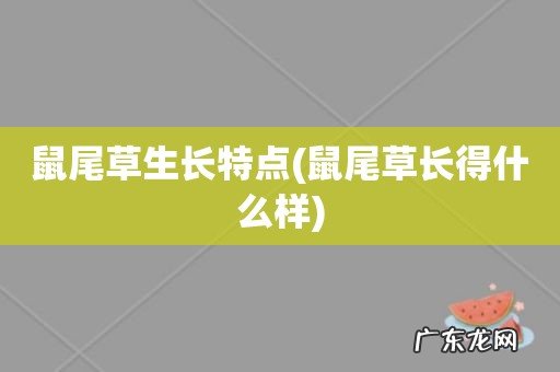 鼠尾草长得什么样 鼠尾草生长特点