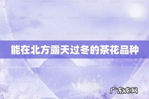 能在北方露天过冬的茶花品种