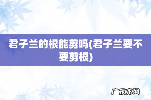 君子兰要不要剪根 君子兰的根能剪吗