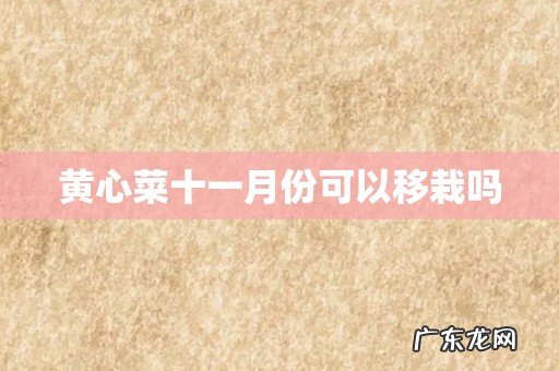 黄心菜十一月份可以移栽吗