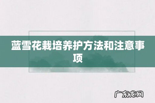 蓝雪花栽培养护方法和注意事项
