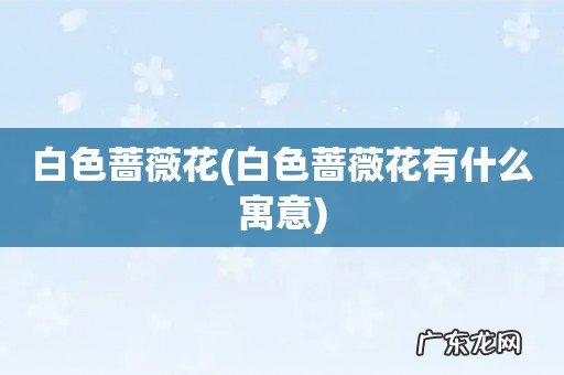 白色蔷薇花有什么寓意 白色蔷薇花