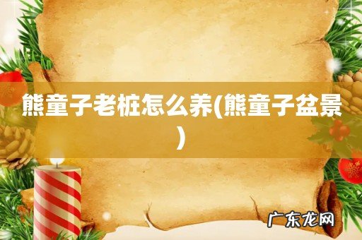 熊童子盆景 熊童子老桩怎么养