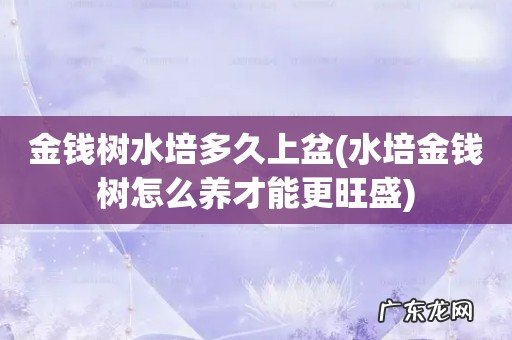 水培金钱树怎么养才能更旺盛 金钱树水培多久上盆