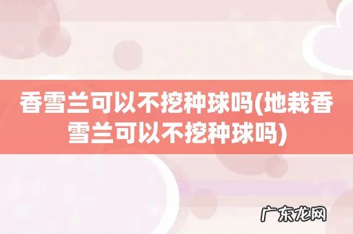 地栽香雪兰可以不挖种球吗 香雪兰可以不挖种球吗