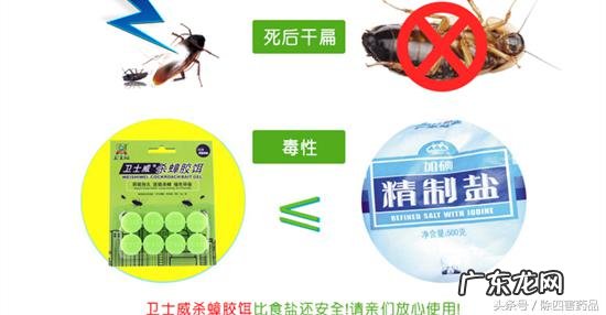 什么蟑螂药效果最好 知乎 最有效的蟑螂药是哪种