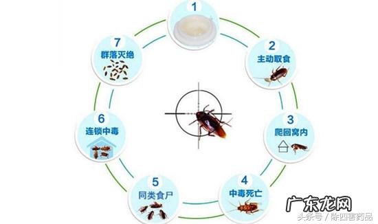 什么蟑螂药效果最好 知乎 最有效的蟑螂药是哪种