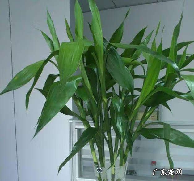 富贵竹摆放在哪里最好 富贵竹放在哪里风水好