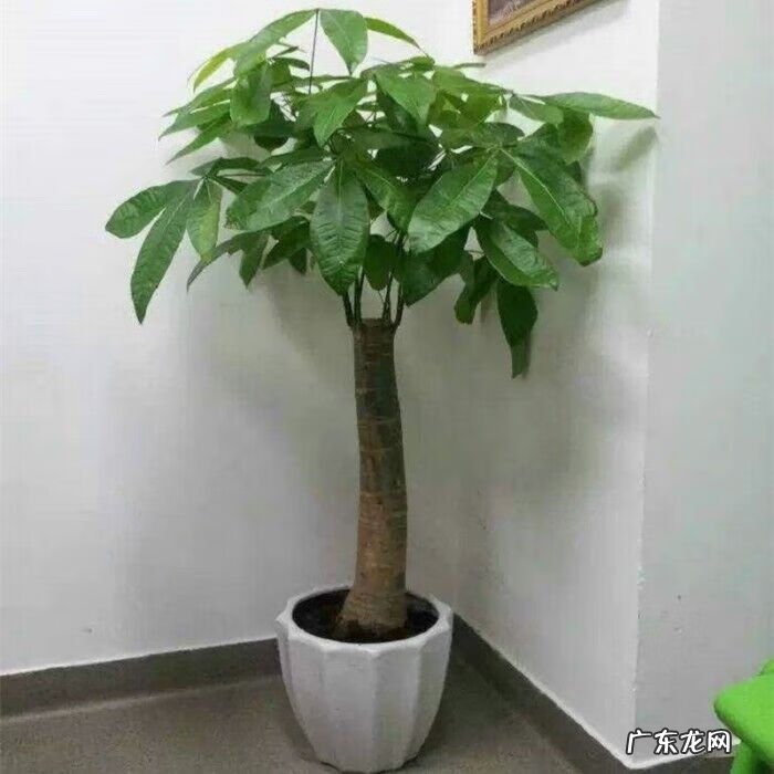 富贵竹摆放在哪里最好 富贵竹放在哪里风水好