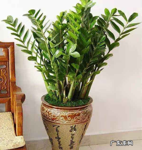 富贵竹摆放在哪里最好 富贵竹放在哪里风水好