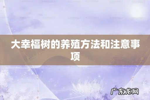 大幸福树的养殖方法和注意事项