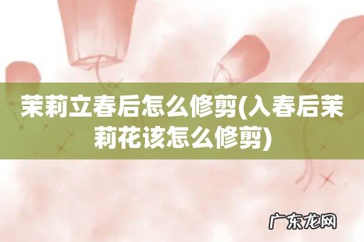入春后茉莉花该怎么修剪 茉莉立春后怎么修剪