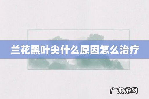 兰花黑叶尖什么原因怎么治疗