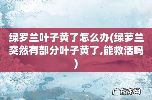 绿萝兰突然有部分叶子黄了,能救活吗 绿罗兰叶子黄了怎么办