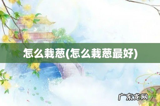 怎么栽葱最好 怎么栽葱