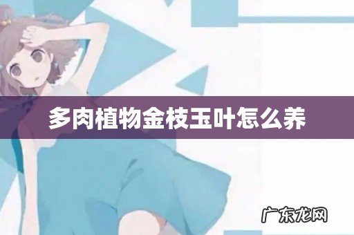 多肉植物金枝玉叶怎么养