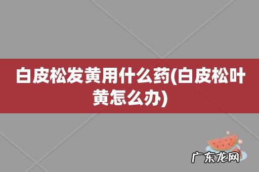 白皮松叶黄怎么办 白皮松发黄用什么药