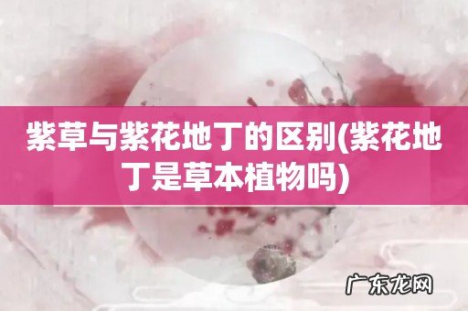 紫花地丁是草本植物吗 紫草与紫花地丁的区别