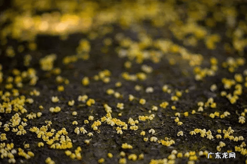 形容秋天的诗歌 描写秋天的诗歌有哪些