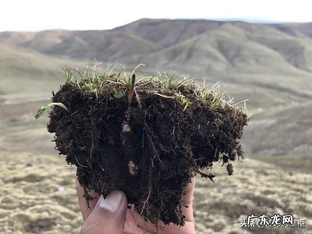冬虫夏草是什么性质的 冬虫夏草是什么样的东西