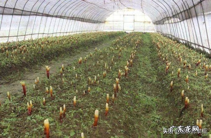 冬虫夏草是什么性质的 冬虫夏草是什么样的东西