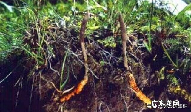 冬虫夏草是什么性质的 冬虫夏草是什么样的东西