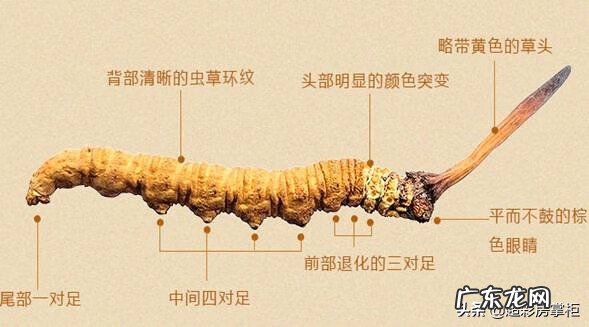 冬虫夏草是什么性质的 冬虫夏草是什么样的东西