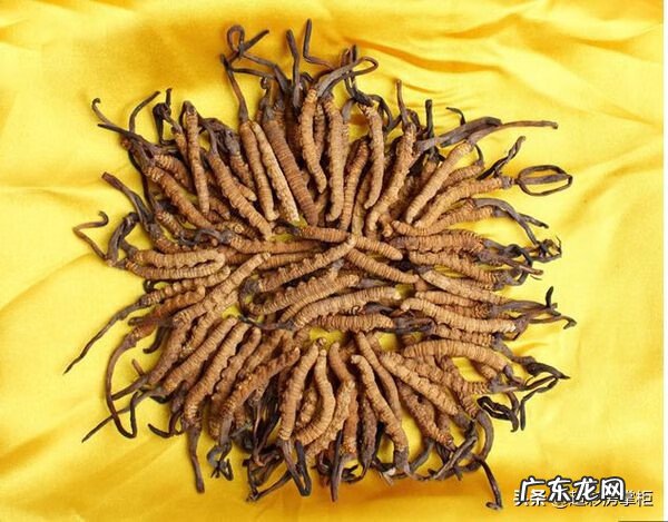冬虫夏草是什么性质的 冬虫夏草是什么样的东西