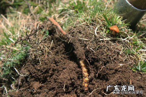 冬虫夏草是什么性质的 冬虫夏草是什么样的东西