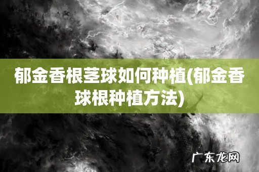 郁金香球根种植方法 郁金香根茎球如何种植