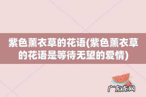 紫色薰衣草的花语是等待无望的爱情 紫色薰衣草的花语