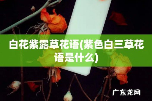 紫色白三草花语是什么 白花紫露草花语