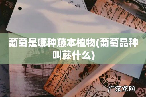 葡萄品种叫藤什么 葡萄是哪种藤本植物