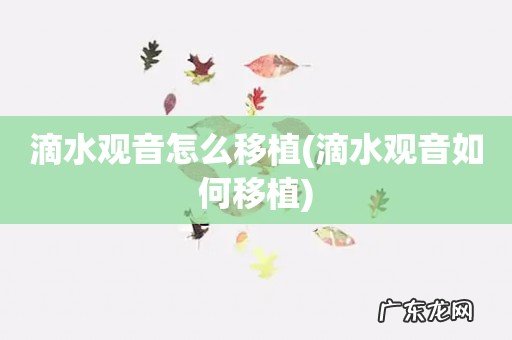 滴水观音如何移植 滴水观音怎么移植