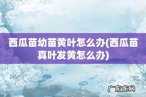 西瓜苗真叶发黄怎么办 西瓜苗幼苗黄叶怎么办