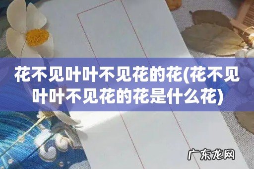 花不见叶叶不见花的花是什么花 花不见叶叶不见花的花