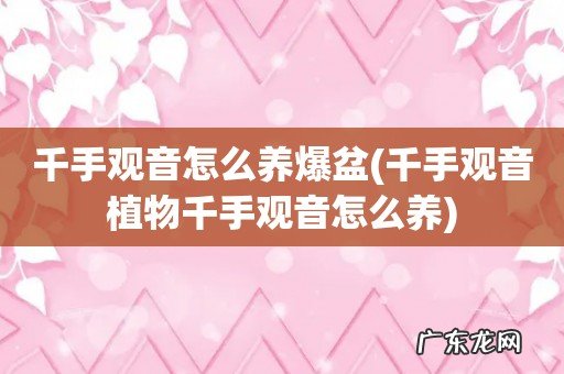 千手观音植物千手观音怎么养 千手观音怎么养爆盆