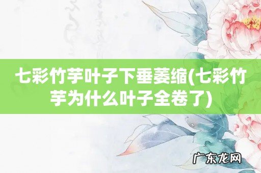 七彩竹芋为什么叶子全卷了 七彩竹芋叶子下垂萎缩