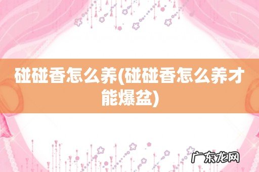 碰碰香怎么养才能爆盆 碰碰香怎么养