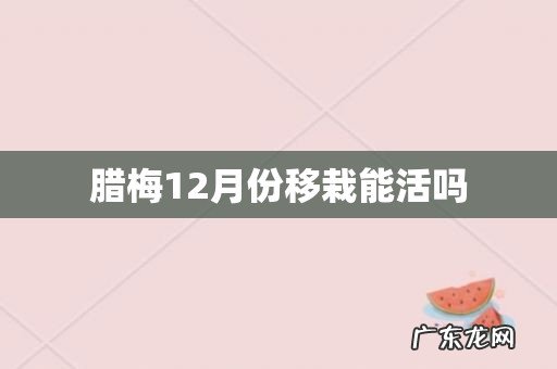 腊梅12月份移栽能活吗