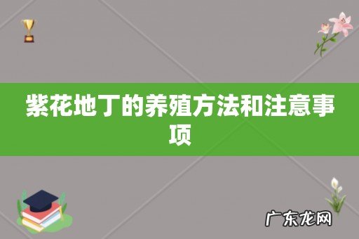 紫花地丁的养殖方法和注意事项