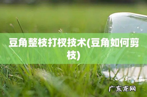 豆角如何剪枝 豆角整枝打杈技术