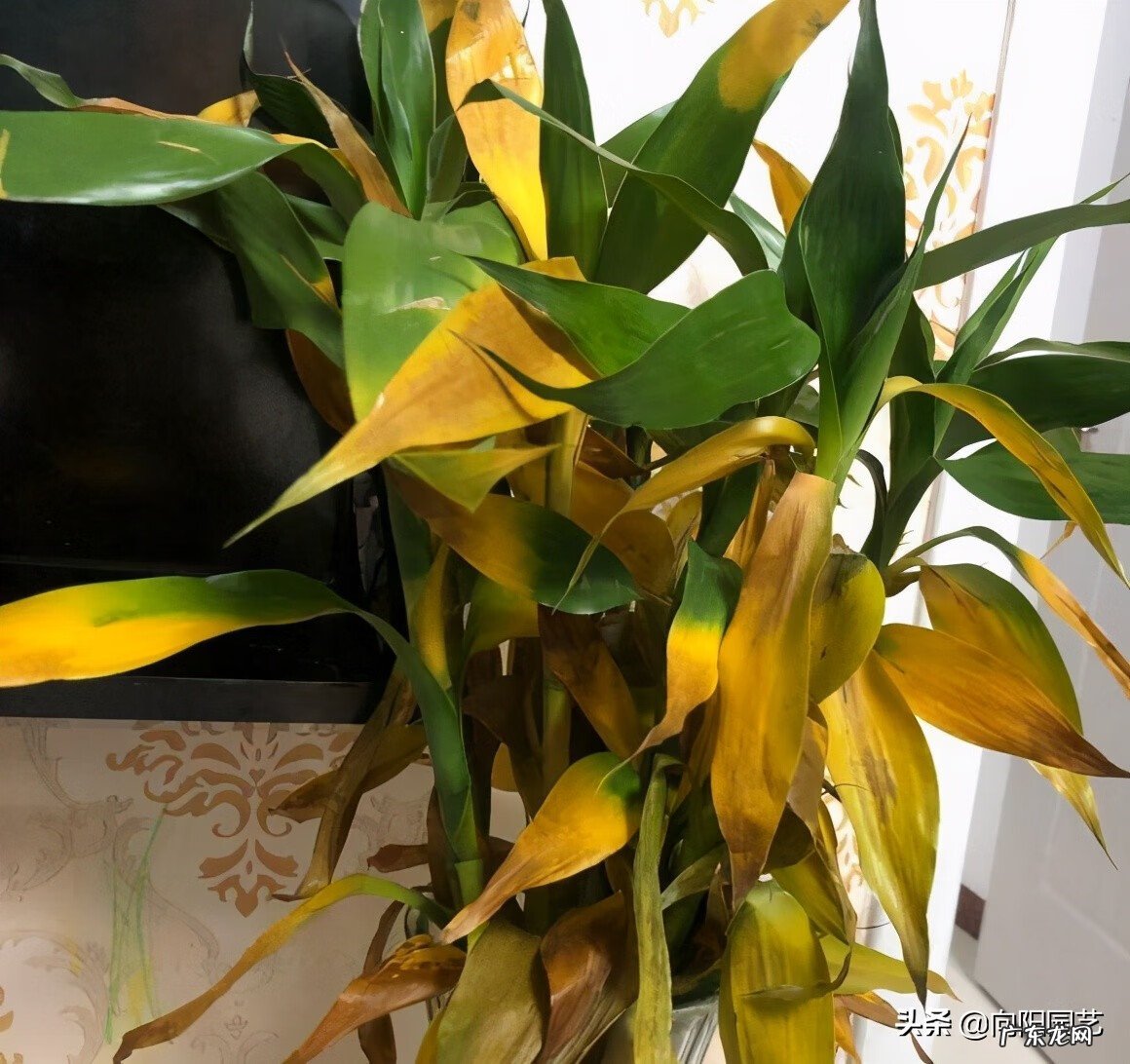 家里养几根富贵竹好 富贵竹养几根才最好风水