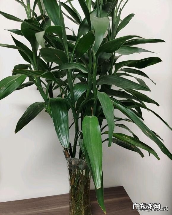 家里养几根富贵竹好 富贵竹养几根才最好风水