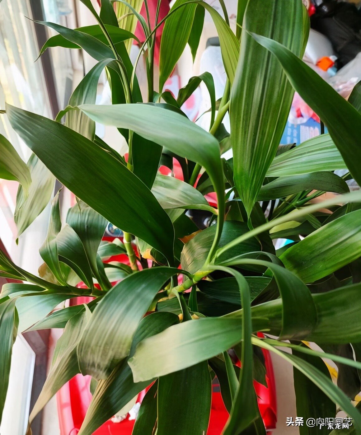 家里养几根富贵竹好 富贵竹养几根才最好风水