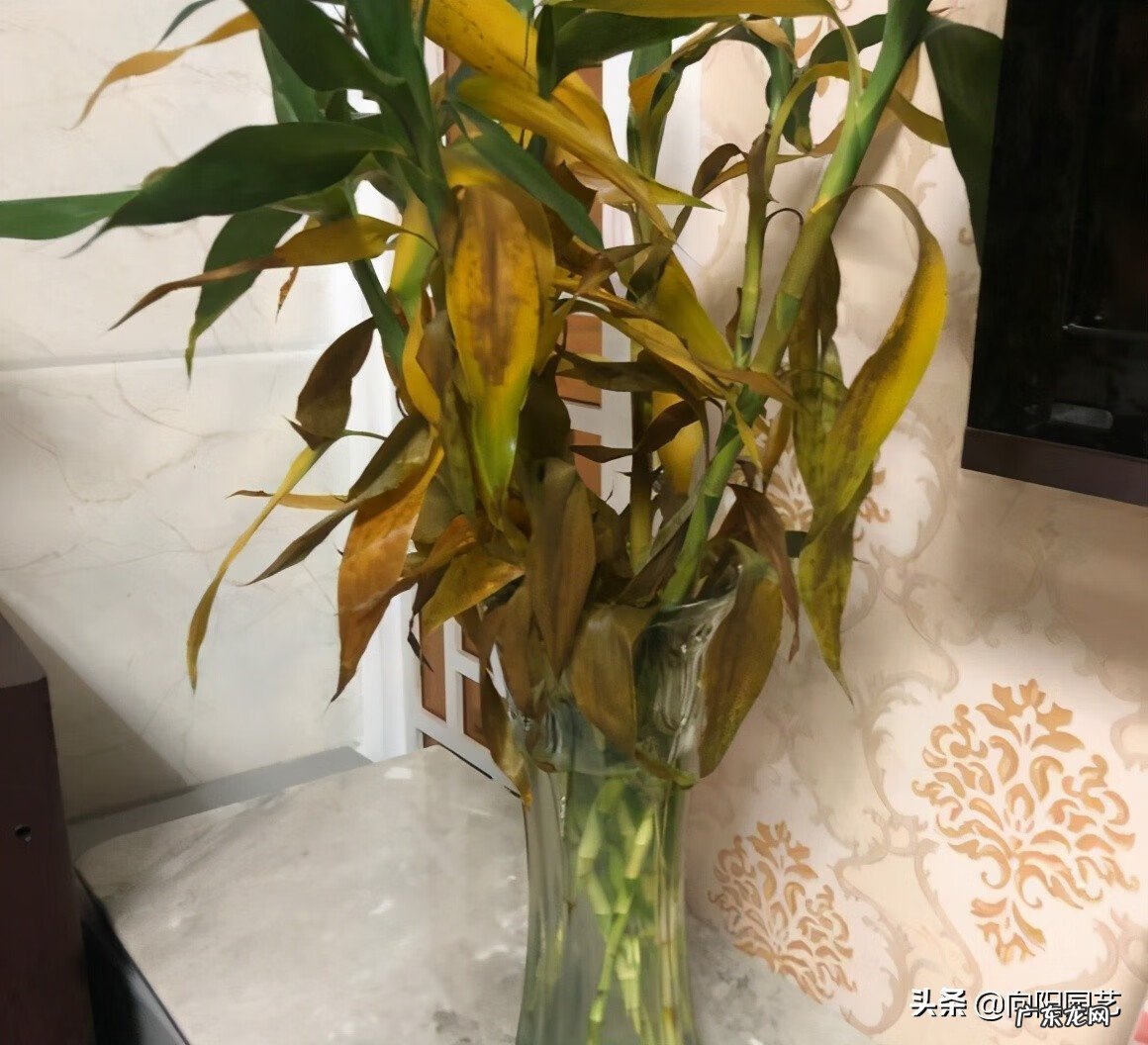 家里养几根富贵竹好 富贵竹养几根才最好风水