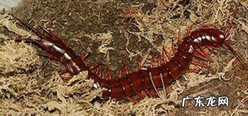 风水蜈蚣地 风水蜈蚣穴名称大全